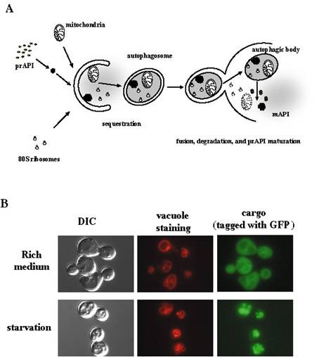 hagai_research hagai_research