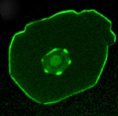 jpcm_fig