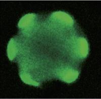 pnas2010_in_this_issue_1