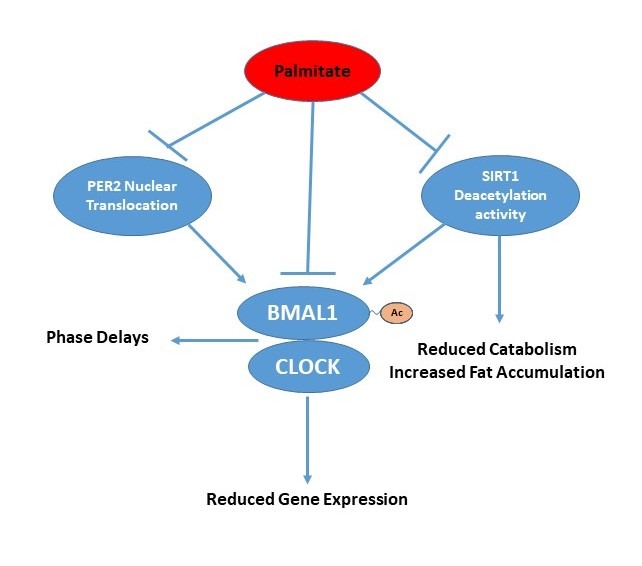 palmitate