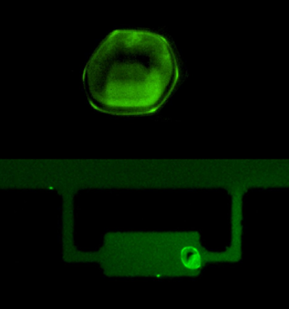 261319_1_cv_art_2_mfypm7